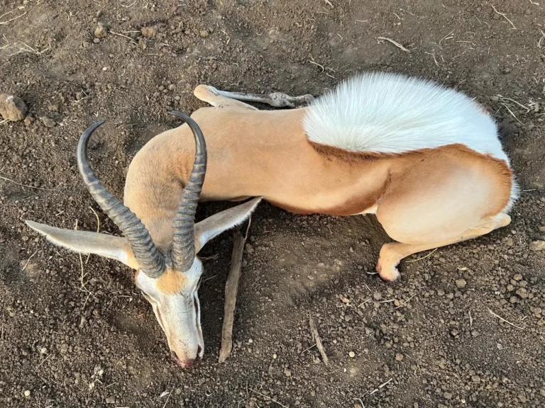 Erlegter weißer Springbock liegend auf der Erde