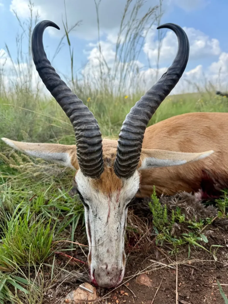 Erlegter Springbock mit geschwungenen Hörnern im Gras