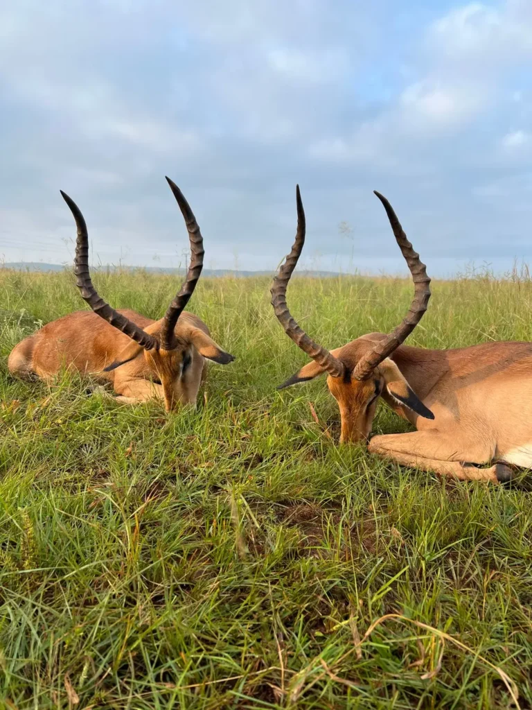 Zwei erlegte Impala-Böcke mit langen Hörnern im Gras