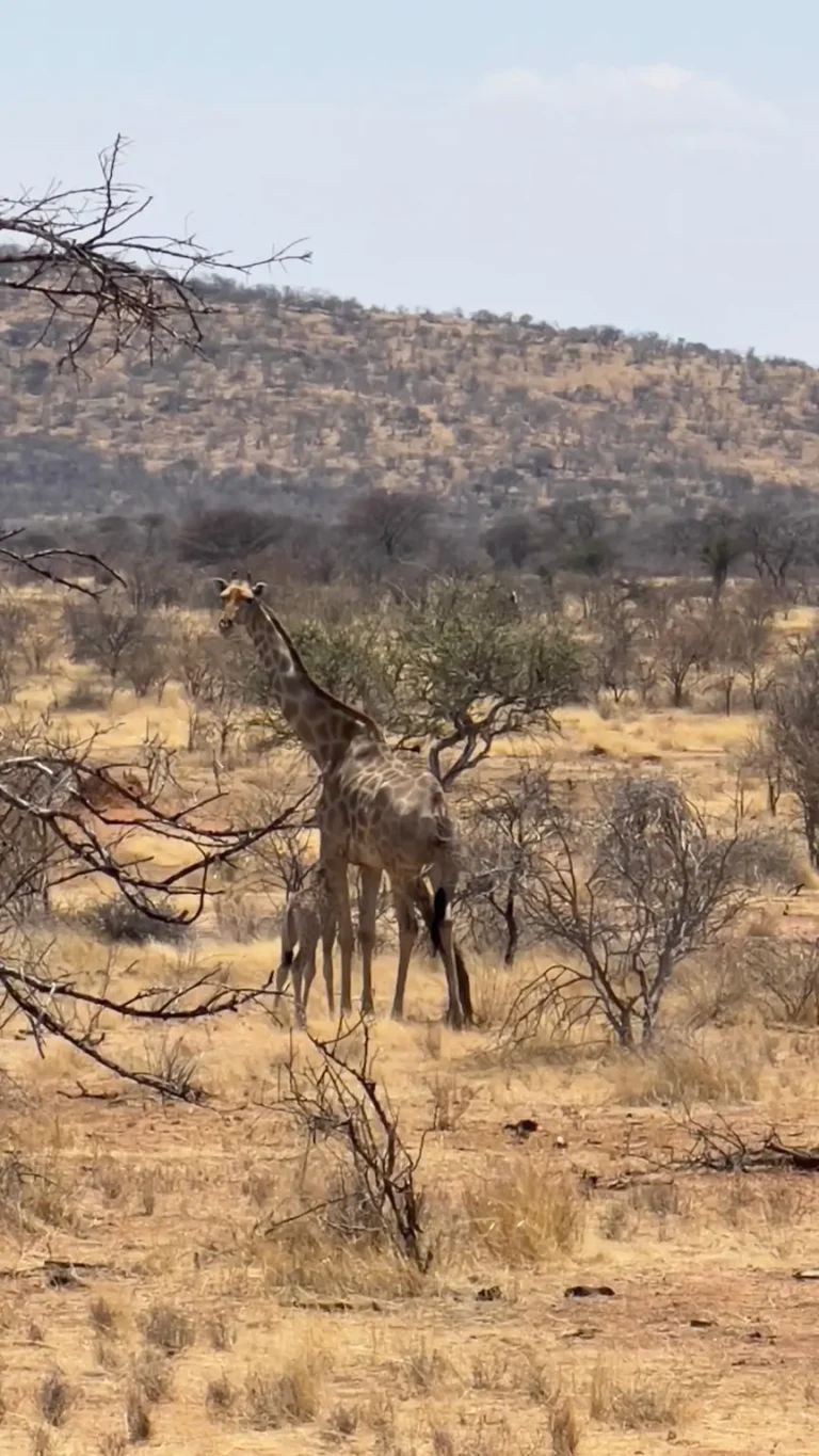Giraffe zwischen Dornbüschen in der namibischen Savanne