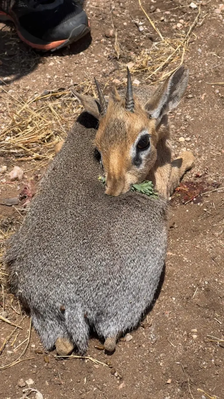 Erlegtes Damara-Dikdik aus der Nähe
