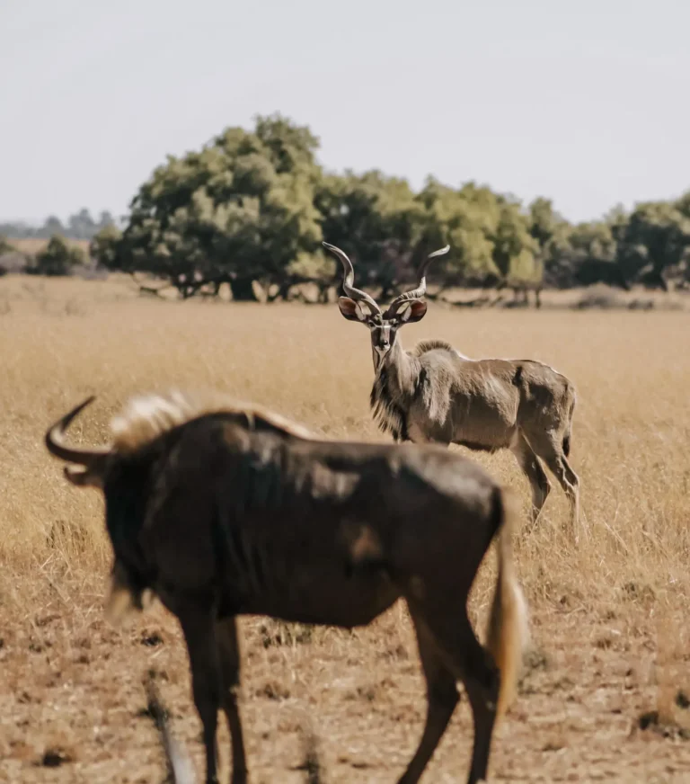 Kudu-Bulle und Gnu im trockenen Grasland