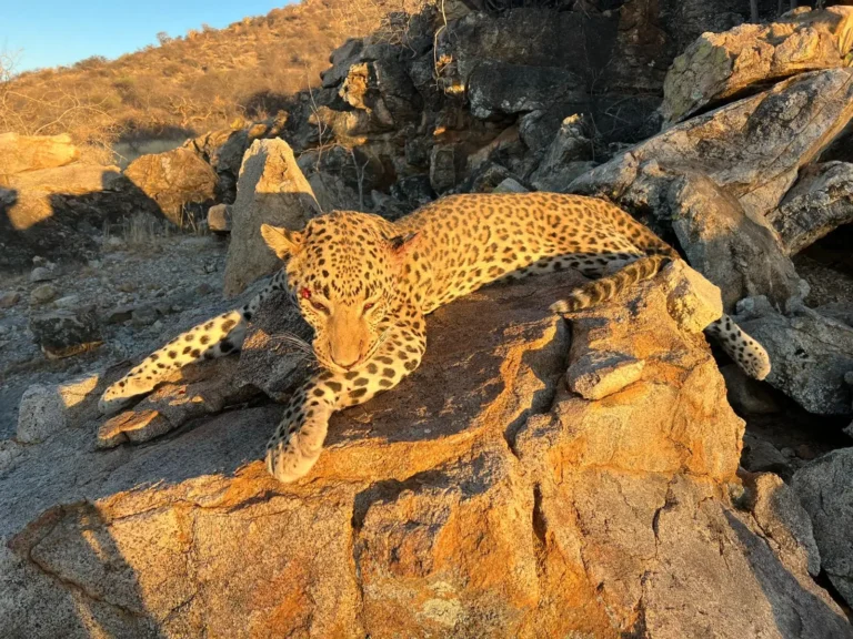 Leopard auf einem Felsen im Abendlicht