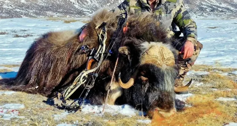 Bogenjäger mit erlegtem Moschusochsen im Schnee