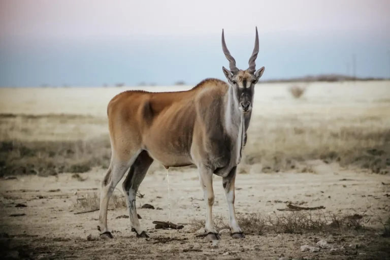 Elenantilope im offenen Grasland Südafrikas