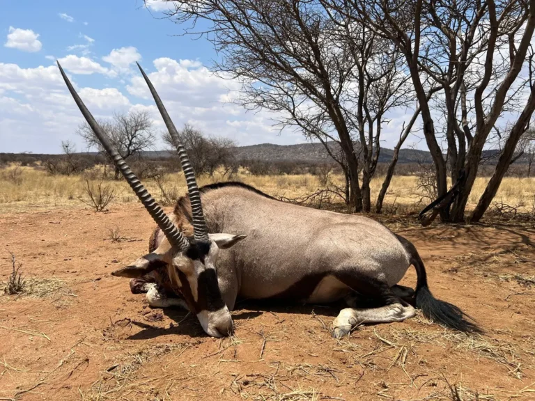 Erlegter Oryx mit langen Hörnern auf roter Erde