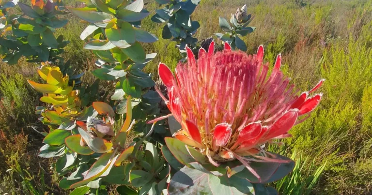 Safari Lodge Eastern Cape