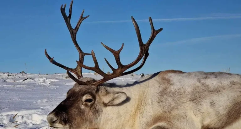 Rentierbulle mit mächtigem Geweih in verschneiter Landschaft