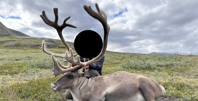 Erlegter Karibu-Bulle mit großem Geweih in der grünen Tundra Grönlands