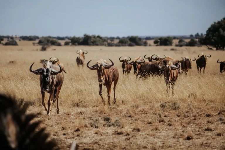Herde Streifengnus im Grasland des Free State