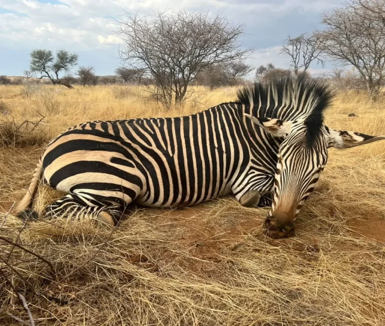 Erlegtes Hartmann-Bergzebra im trockenen Gras