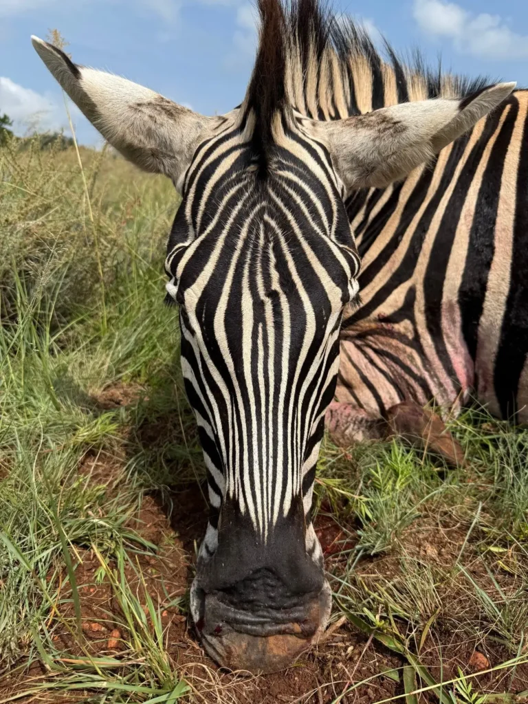 Erlegtes Steppenzebra im Gras bei einer Jagdreise in Südafrika
