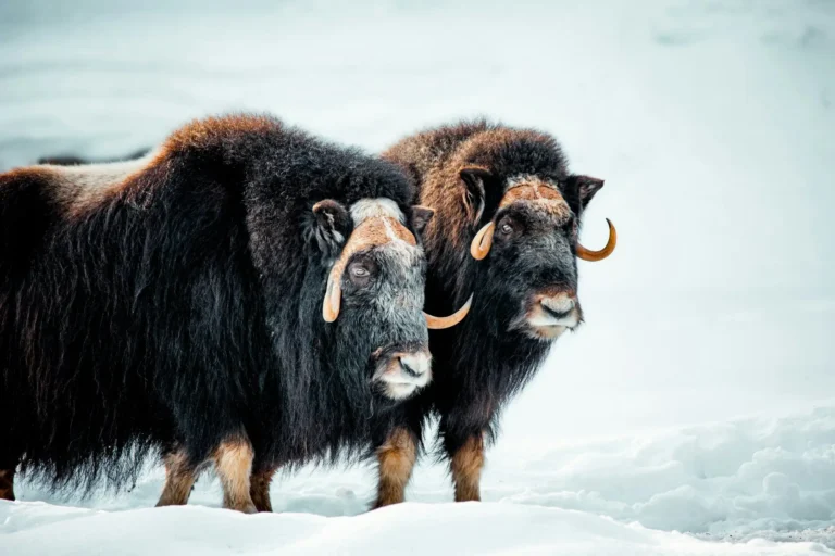 Zwei Moschusochsen im Schnee der Arktis