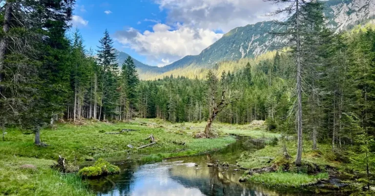 Österreich Jagdreise