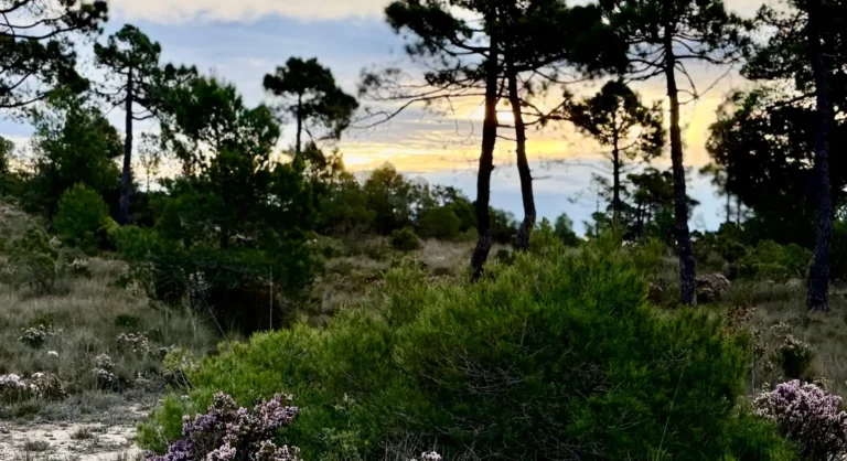 Kiefern auf einem Berggrat bei Sonnenuntergang in Spanien