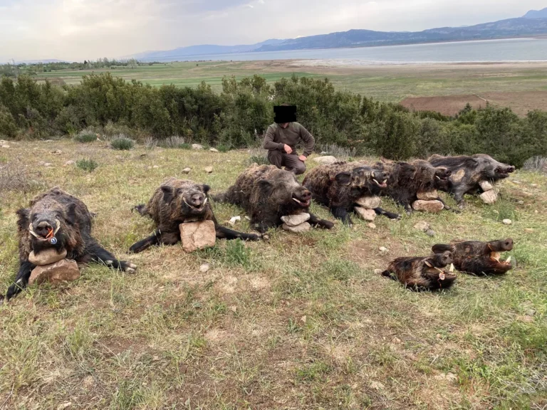 Strecke mehrerer erlegter Wildschweine auf einer Wiese