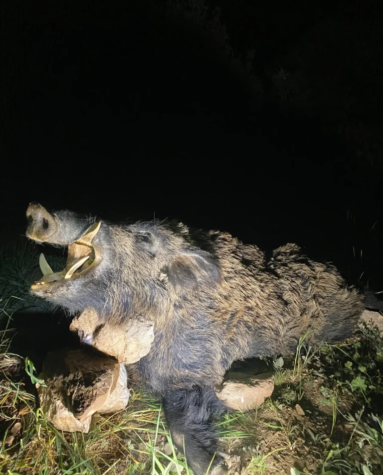 Erlegter Keiler bei Nacht mit Taschenlampenlicht