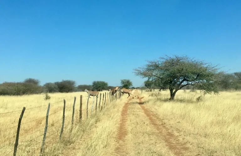 Elenantilopen springen über einen Zaun im Jagdrevier im Kalahari-Sandveld, Namibia