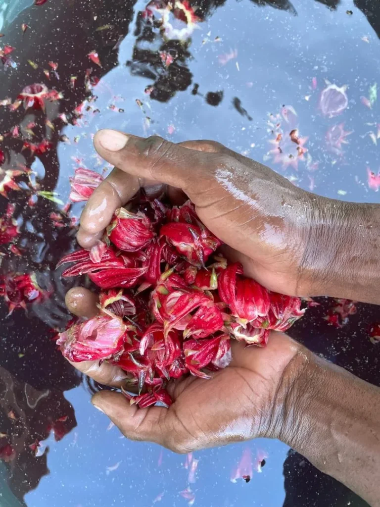 Hände halten frisch geerntete Roselle-Blütenkelche aus dem Farmgarten, Namibia